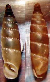Tabella della Famiglia Clausilidae
